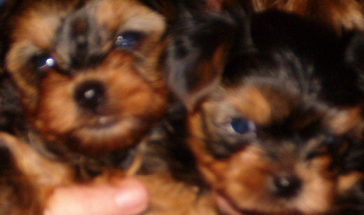 princessbabies