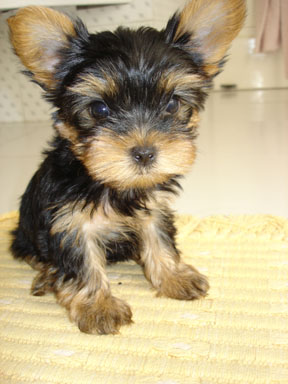 pup2