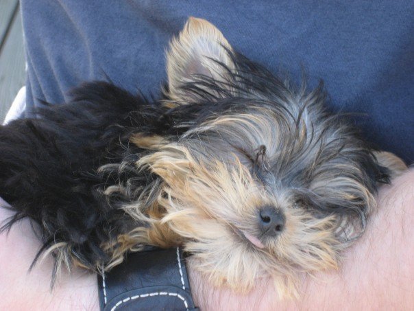 pup_7