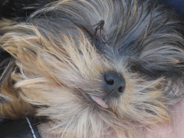 pup_8