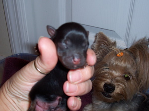 puppies
