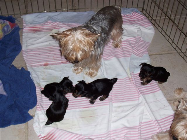 puppies_005