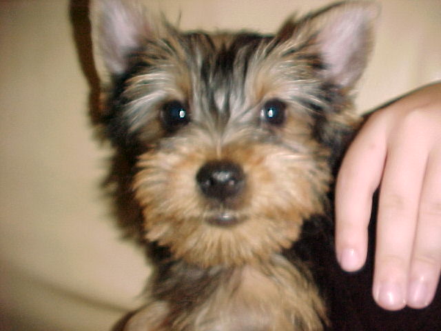 puppy