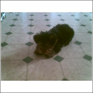 puppy10