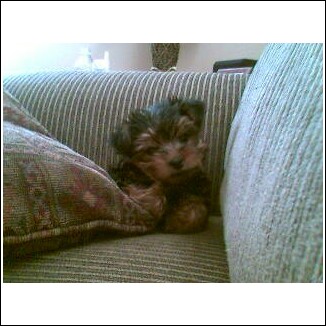 puppy21