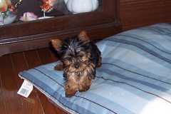 puppy23