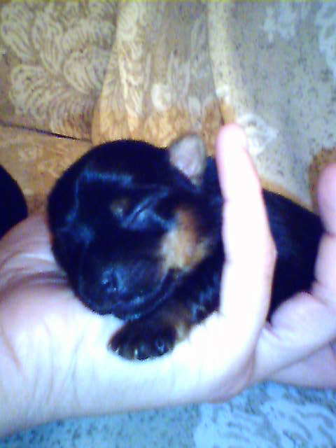 puppy5