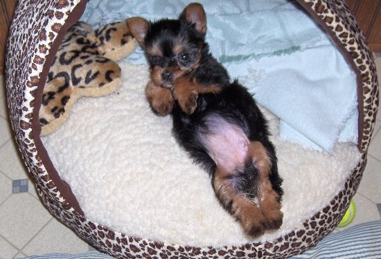 puppy_007