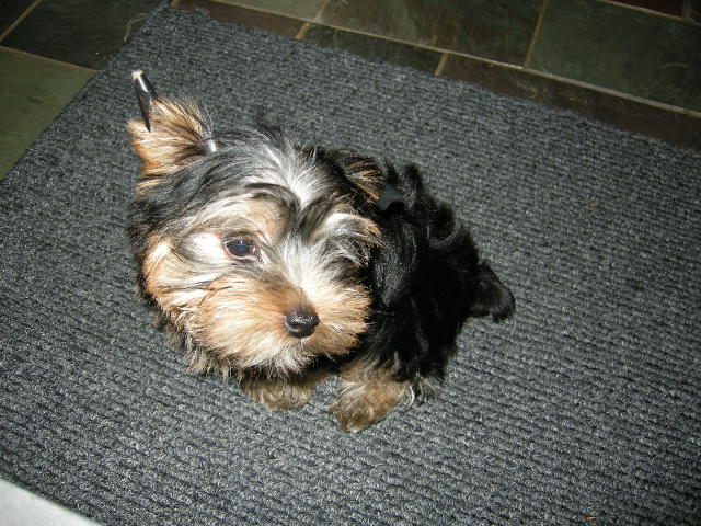 puppy_0891