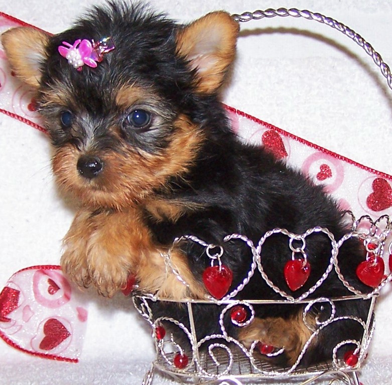puppy_22
