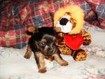 puppy_23