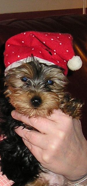 puppy_2_024
