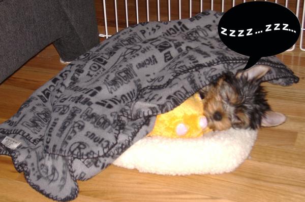 puppy_pic