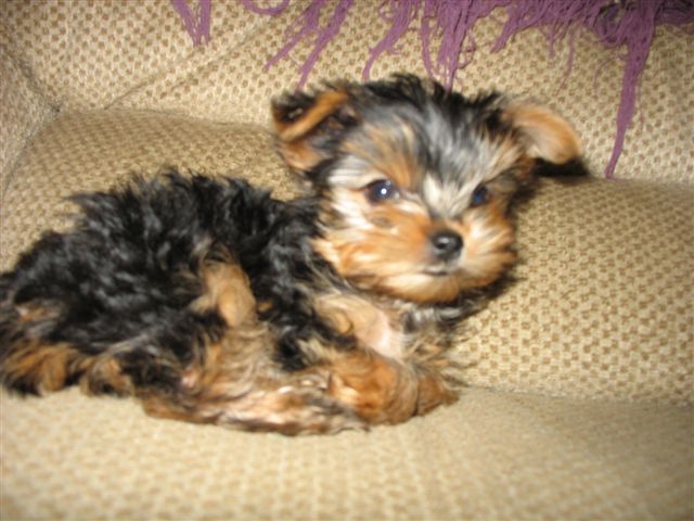 puptoday2