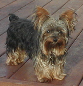 raz5