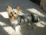 resized_Cissie_in_sunlight