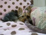resized_Cissie_on_chair