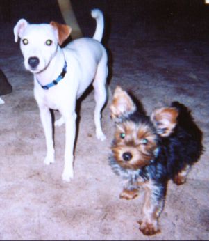 rusty_and_nova