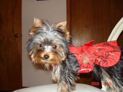 sadie_s_christmas_dress