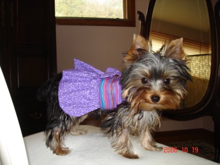 sadie_s_purple_dress