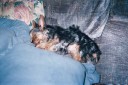 scrappy_sleeping_13_weeks_old_128_x_85_