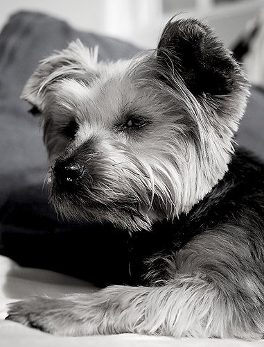 scruff2