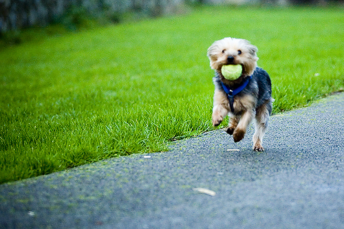 scruffrun