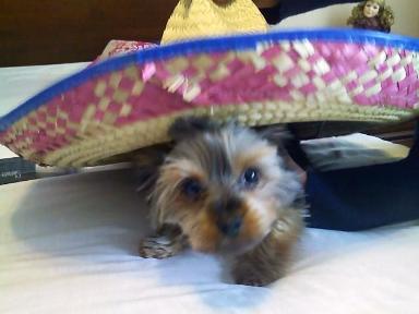 senor_bandit