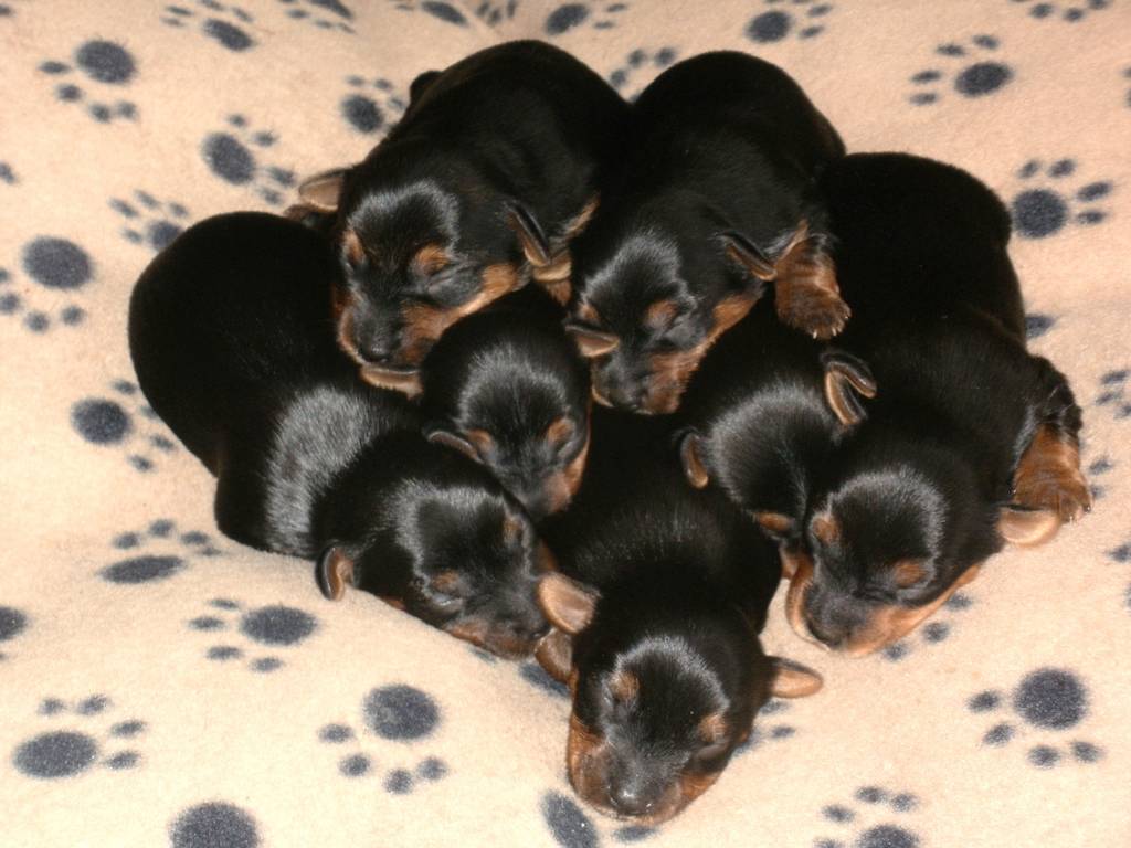 seven_pups