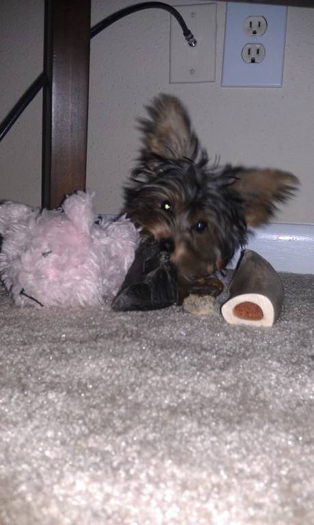 shes_spoiled