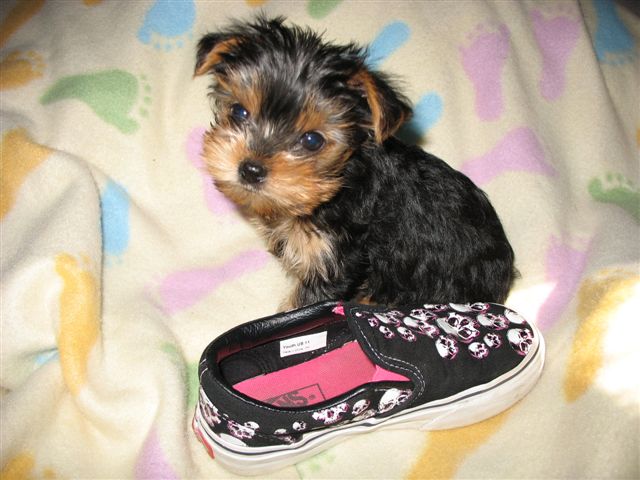 shoe