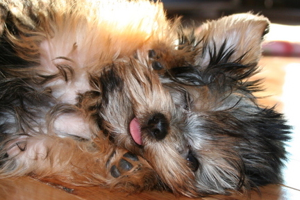 silly_girl