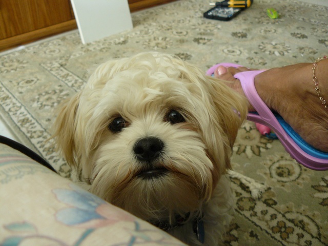 sml_for_dog_site