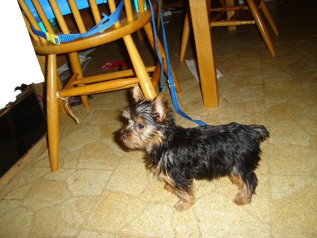 snickers_3m_old_resized_2