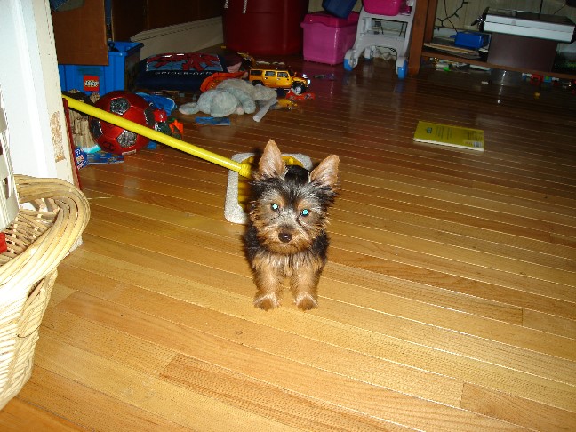 snickers_3m_old_resized_6