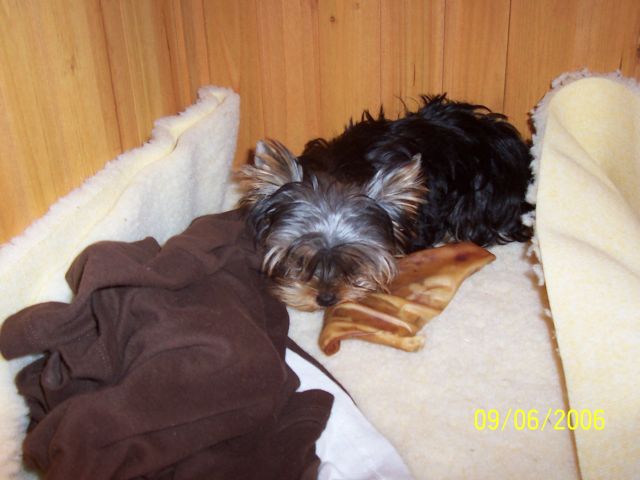 sound_asleep_with_pigs_ear_in_dog_house