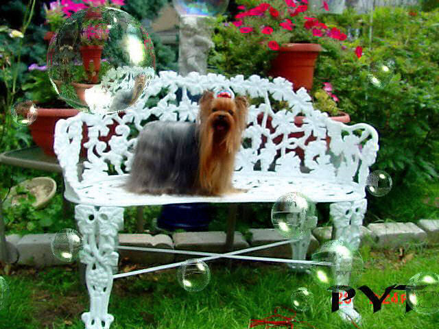 squeakbench