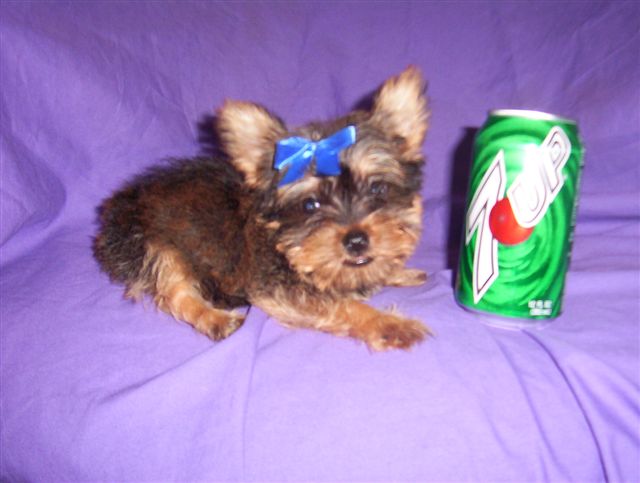 stubby_1