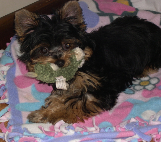 stuffed_toy_