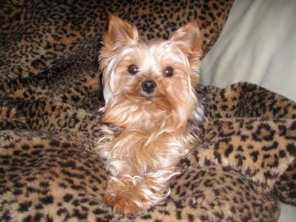 taz