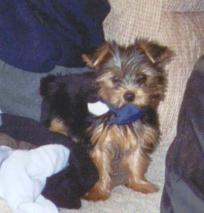 teddy2
