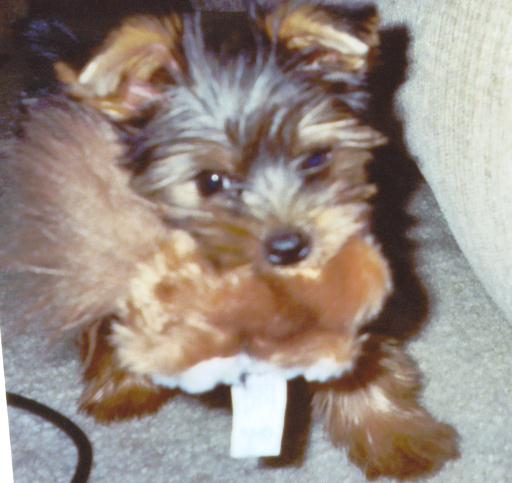 teddy3