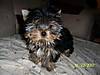 01_23_07_Gracie_Again.JPG