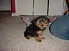 1179Ricey_puppy_2_March_1.jpg