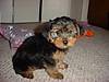 1179Ricey_puppy_March_1.jpg