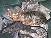 12-3-08_Winston_Hiding_In_Covers.JPG