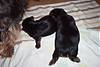 127macey_puppies_2005_001.jpg