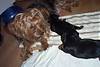 127macey_puppies_2005_002.jpg