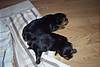 127macey_puppies_2005_006.jpg