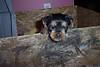 127macey_puppies_6_wk_01_6_.jpg